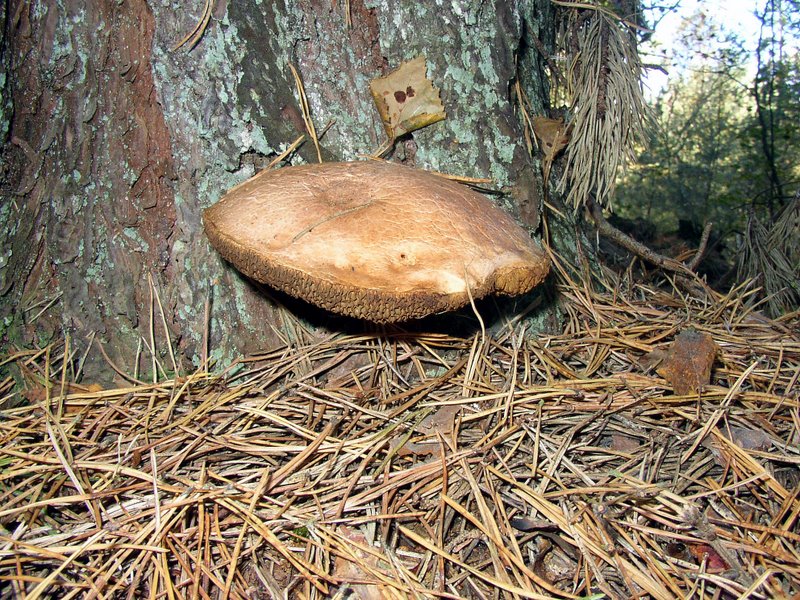 Mares au vinaigre 07